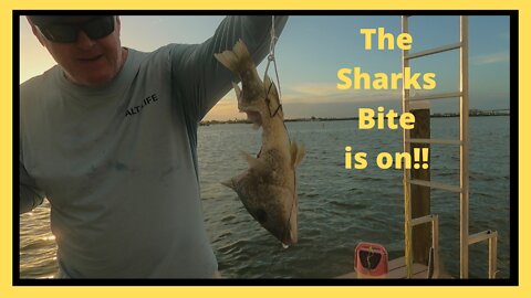 Black Tip Shark with live bait from the dock