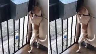 Dog hilariously goes to the bathroom standing up