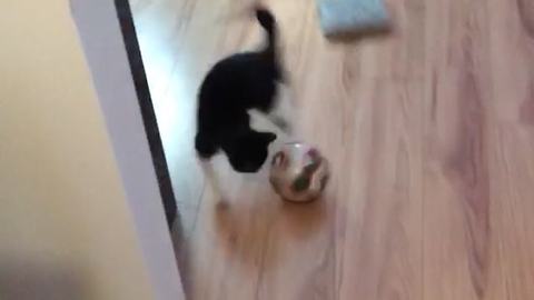 Sports-loving Kitty plays with soccer ball