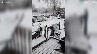 Cão se diverte ao brincar neve pela primeira vez