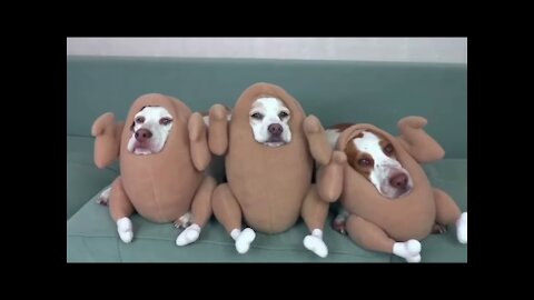 Cute Dog videos funny 2021 | It's Time to LAUGH with cute Animals