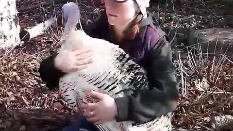 Giant Turkey Climbs On A Woman's Lap To Cuddle