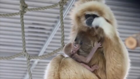 Cute Gibbons Playing & Climbing With His Mom