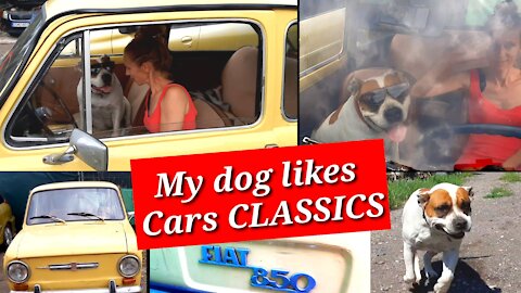 My dog ​​likes cars CLASSICS FIAT 850