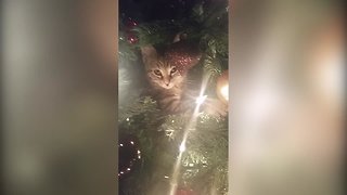 Cats and Christmas Trees