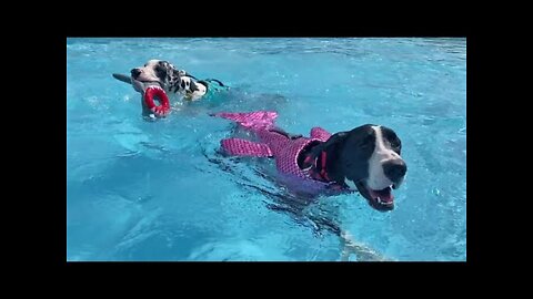 Great Dane loves swimming with her mermaid life jacket #shorts