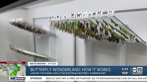 Butterfly Wonderland receives thousands of butterflies in the mail every month
