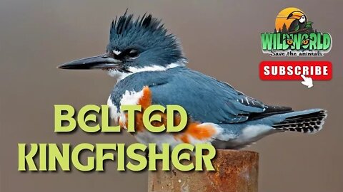 Belted Kingfisher