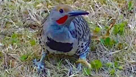 IECV NV #135 - 👀 Northern Flicker In The Backyard Picking At The Ground 2-8-2016