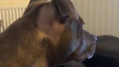 Dog super impressed with TV show, can't stop watching
