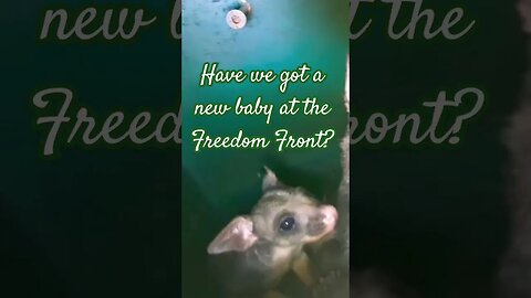 Hello Possum #australianwildlife #freedom #possum