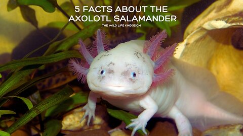 Dive into The Wild Life Kingdom: Axolotl Secrets Revealed Five Facts About The Axolotl Salamander