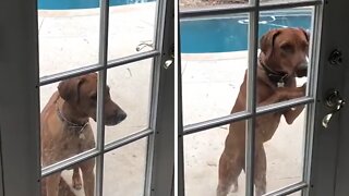 Smart Doggy Opens Door All By Herself