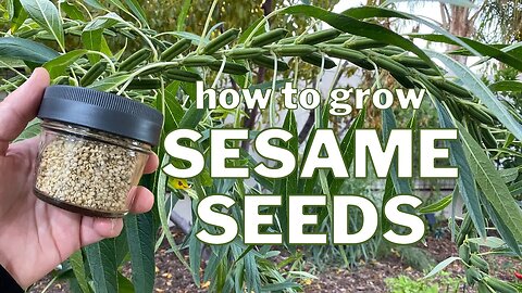 Grow SESAME SEEDS: From Seed to Plant to SEEDS!