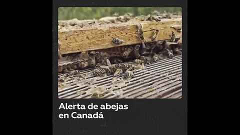 Millones de abejas caen del camión que las transportaba en Canadá