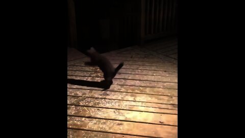 First Time Experiencing Snow 🤣😂 - Funny Cats Life #shorts