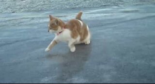 Ce chat marche sur la glace pour la toute première fois