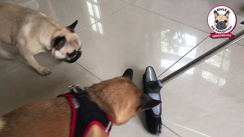 French Bulldog has legendary standoff with broom