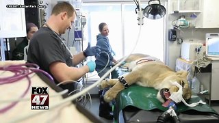 We're not LION: big zoo patient gets dental work