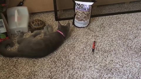 Kitten shares unusual friendship with pet tortoise