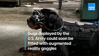 U.S. Army considers AR goggles for its military mutts