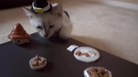 Festive kitten's very first Thanksgiving will melt your heart