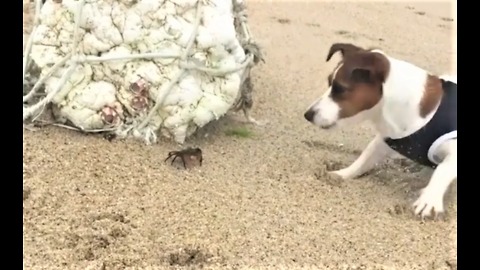 Jack Russell sniffs crab, inevitably gets pinched