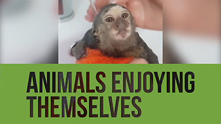 Check out this compilation of animals totally enjoying themselves!