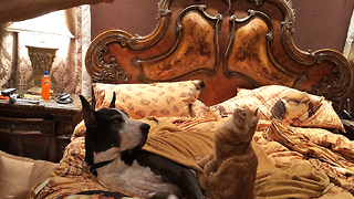 Patient Great Dane tolerates cat on catnip