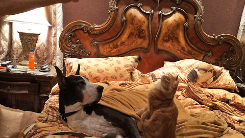 Patient Great Dane tolerates cat on catnip