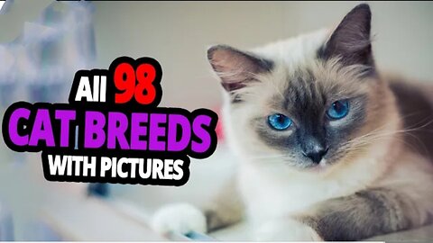 All cats Breeds 😲 Funny names😂