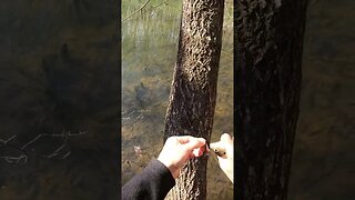 Bluegill on tiny crankbait