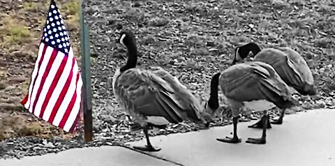 Patriotic Geese