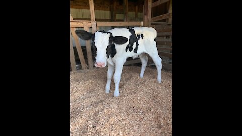 Baby Cow Playing for the First Time! 🐄