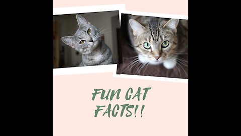 Fun Facts About Cats!