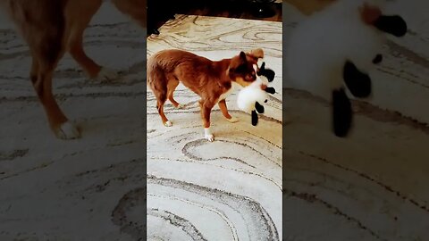 Mini Aussie Ranch Macarena Sheep Dog