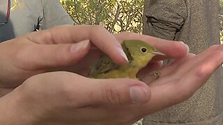 Volunteers track songbirds along Boise River to study migration, breeding