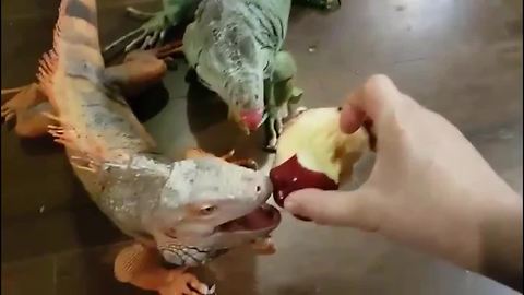 These Pampered Iguanas Like Their Apples To Be Hand Fed To Them
