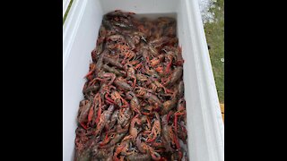 Crawfish South Carolina style