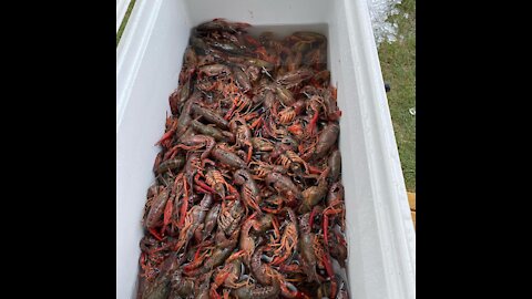 Crawfish South Carolina style