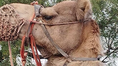 Jaipur's Camel Beauty: A Cultural Icon