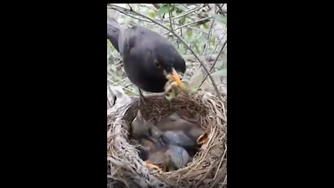 How birds feed their young