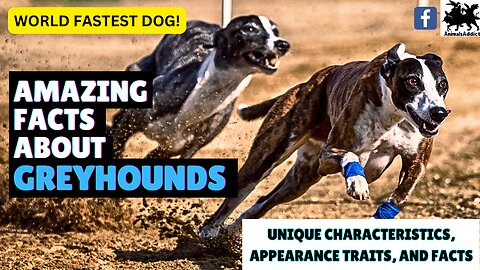 Facts About Greyhound Dogs | Fastest Dog In The World 2023 | Greyhound Dogs Facts, Traits and More