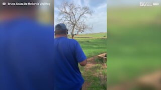 Cute lambs greet owner for milk treat