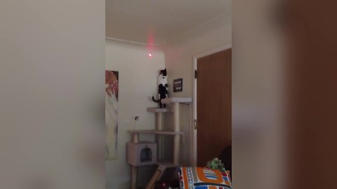 "Funny Cat Chases the Red Laser Dot"