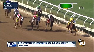 3-year-old horse euthanized after suffering injury at Del Mar