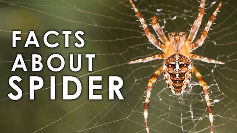 AMAZING FACTS ABOUT SPIDER | SPIDER FACTS | INSECT | NATURE