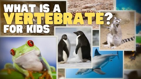 What Is a Vertebrate? | Learn about the animals of the Vertebrata subphylum