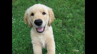 Golden retriever puppy tries to prevent owner from going to school