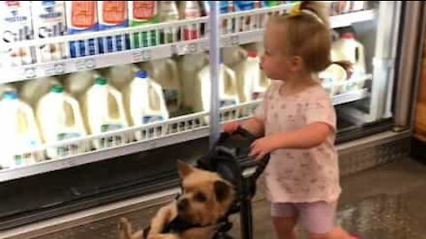 Criança passeia cão em carrinho de bebé